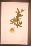 Passiflora caerulea 'Constance Elliot' RCPGdnHerbarium (8).JPG